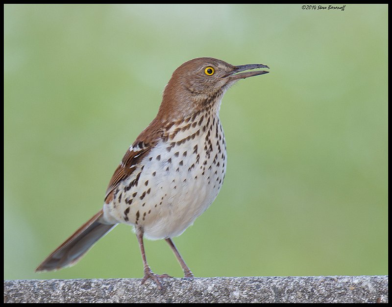 _4SB2523 brown thrasher.jpg